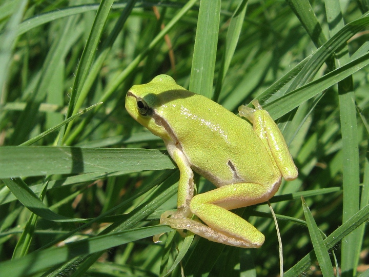 Hyla intermedia